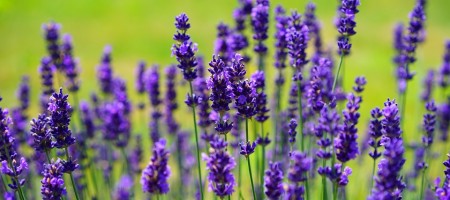 homeopathie sante