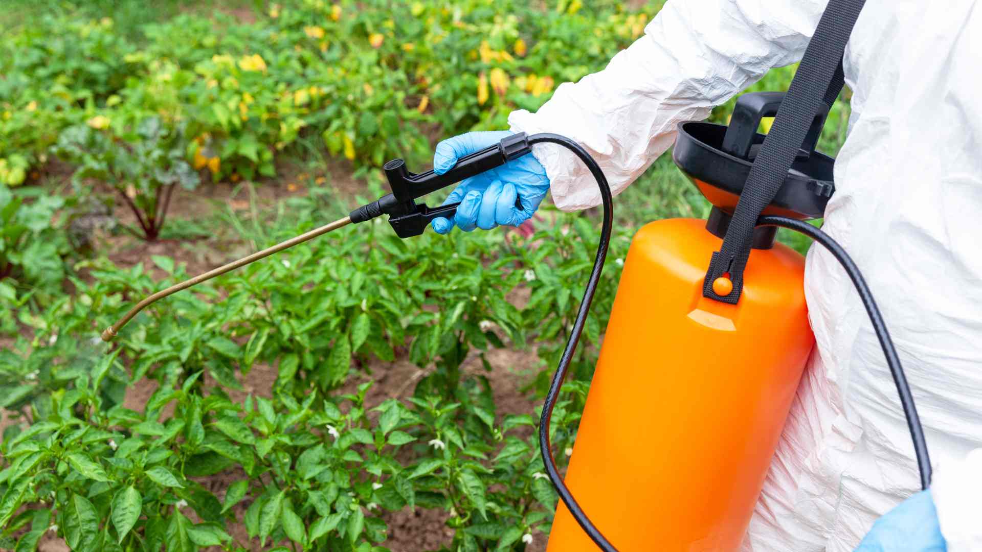 Glyphosate