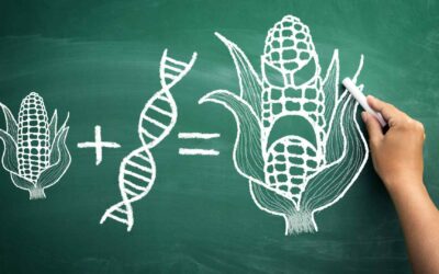 Ce que chaque politicien devrait savoir sur les OGM – mais très peu le savent.