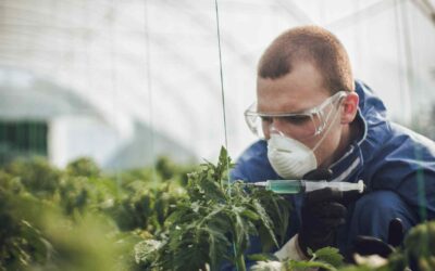 Avons-nous besoin des OGM pour nourrir le monde ?