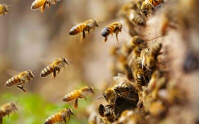 Maïs OGM : une menace pour les abeilles et vulnérable aux insectes.