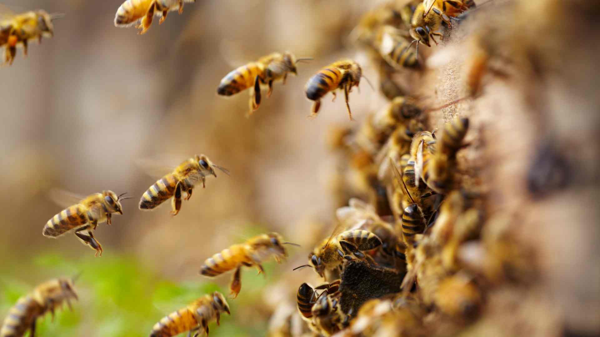 abeilles