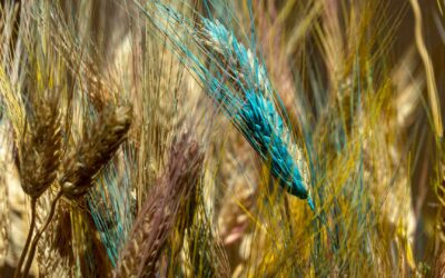 Le blé de recherche OGM de Monsanto : jamais approuvé ni commercialisé, mais contamine toujours les fermes américaines.