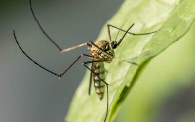 Enquête : le public américain ne souhaite pas la libération de moustiques OGM.