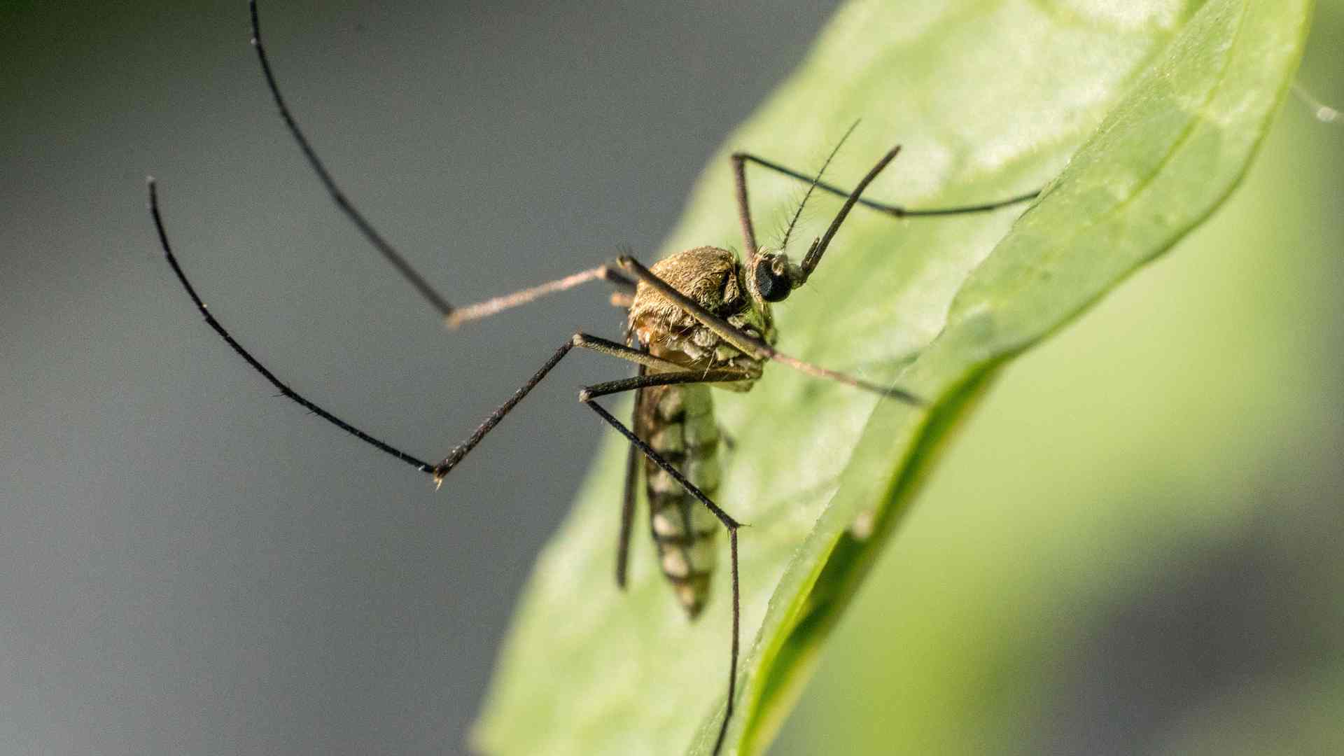 moustiques