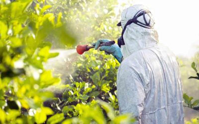 Les OGM peuvent-ils réduire l’utilisation des pesticides ?
