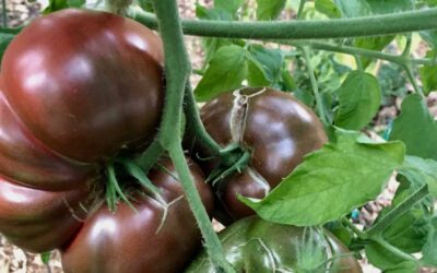 La mise en vente de tomates pourpres non-OGM au Royaume-Uni met en lumière l’erreur du gouvernement (2014).