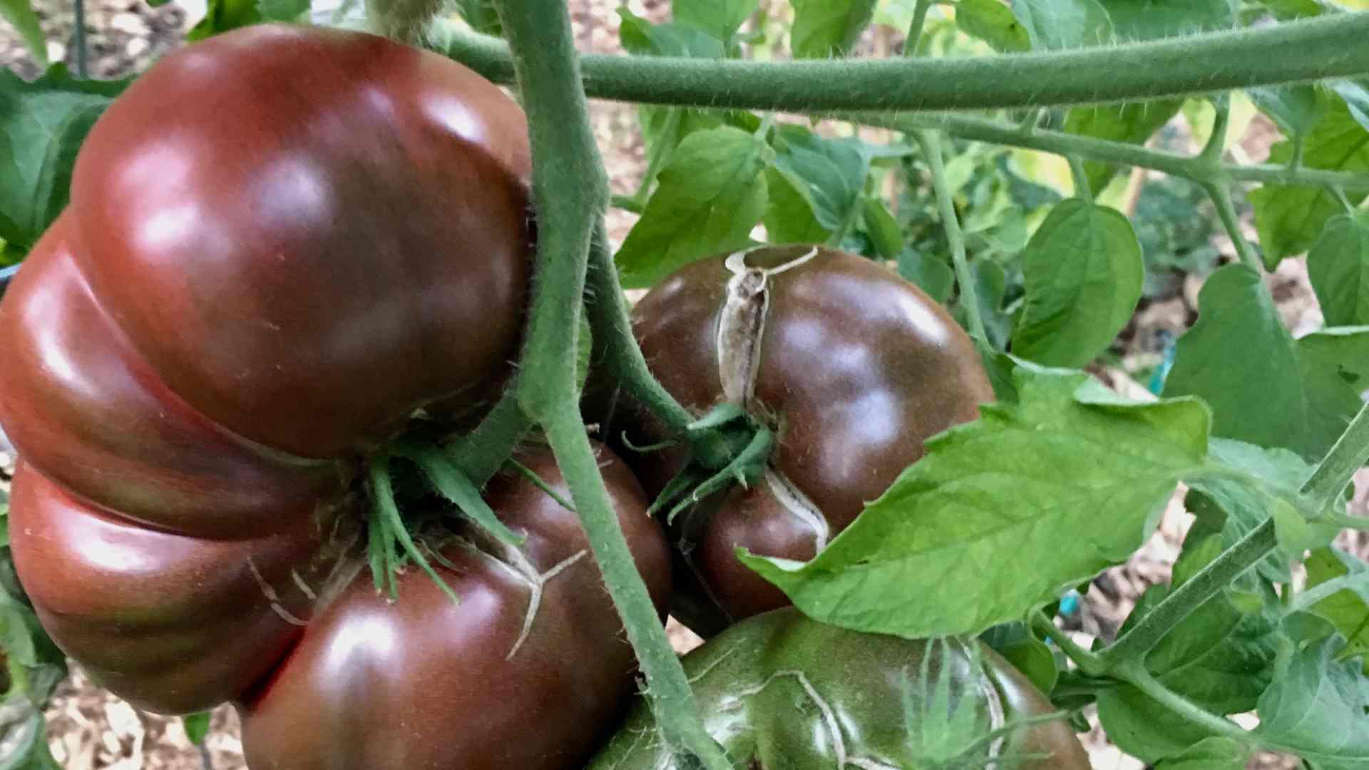 tomates pourpres
