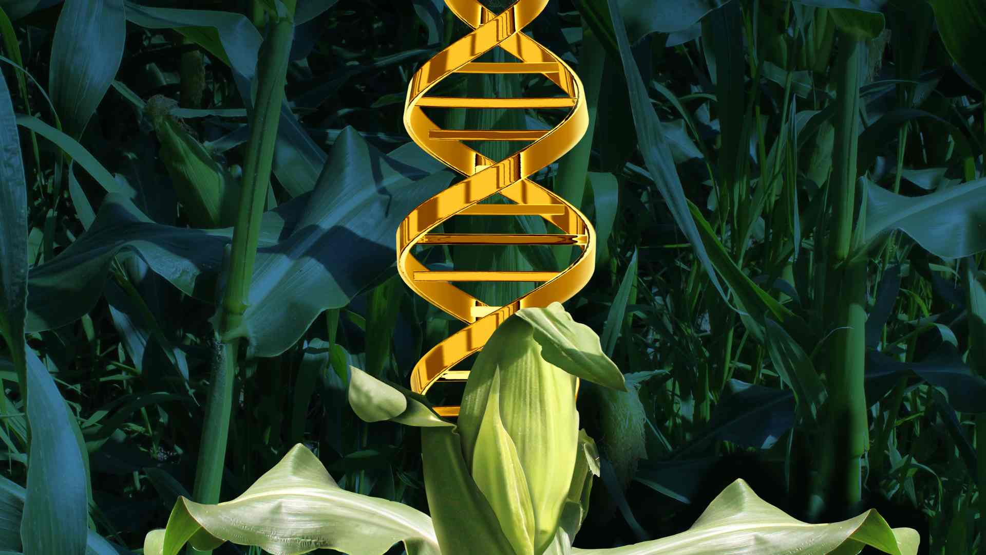cultures génétiquement modifiées