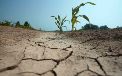 Résistance à la sécheresse : la sélection conventionnelle surpasse le génie génétique.