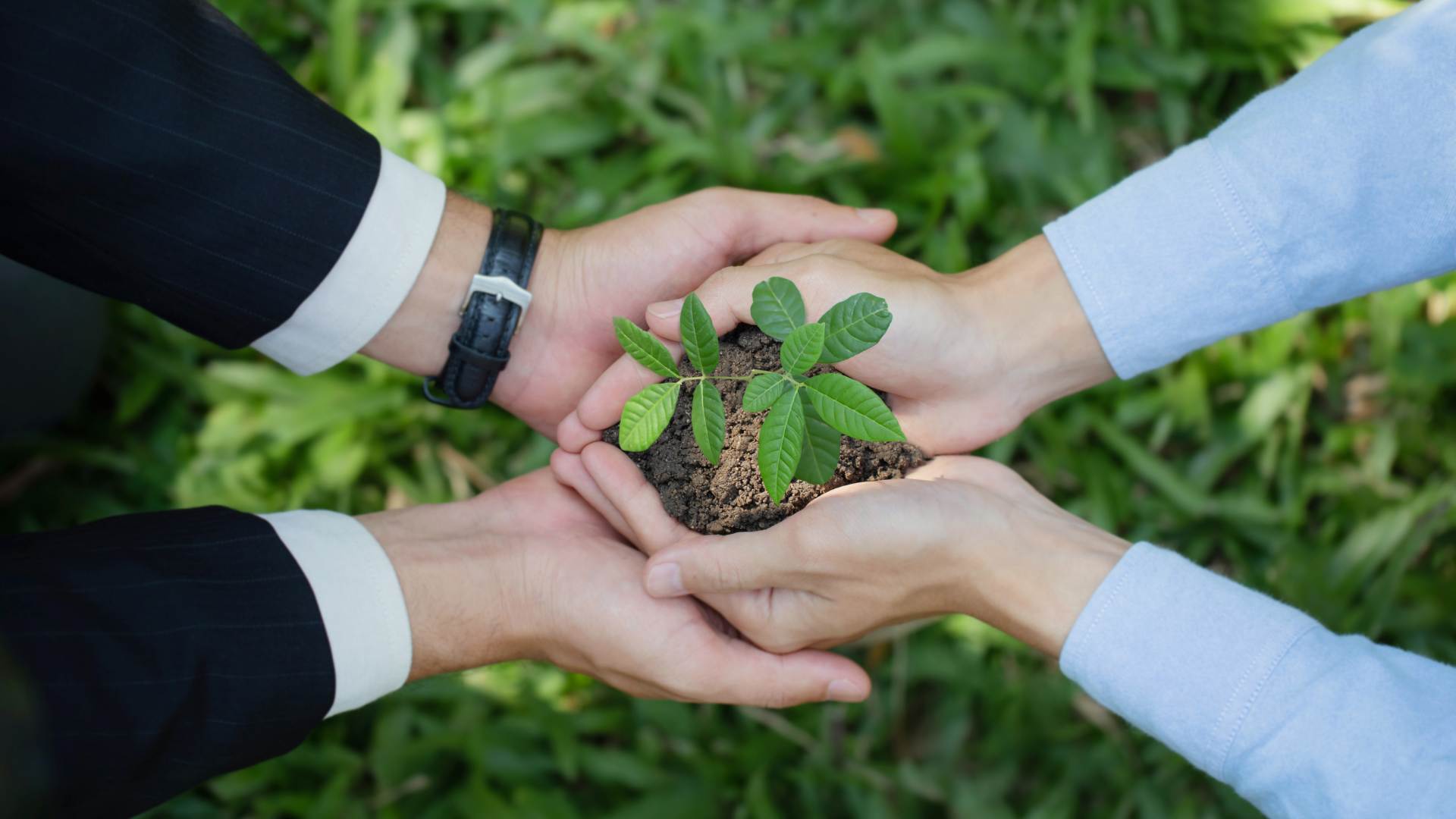 Homme qui tient une plante dans ses mains
