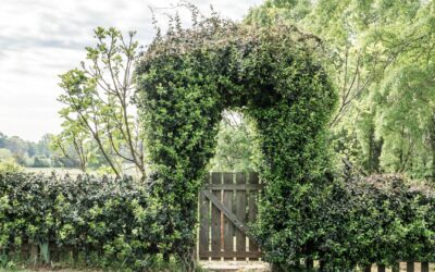 Comment transformer votre jardin en un havre pour la biodiversité